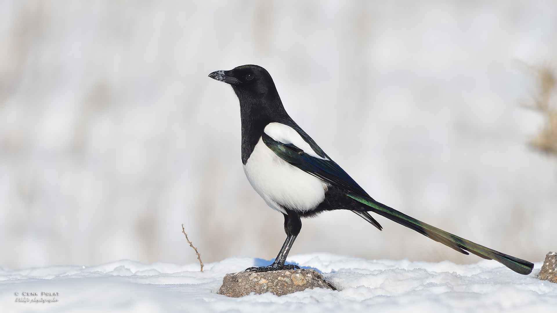 Eurasian Magpie